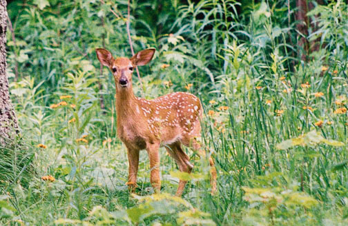 Fawn