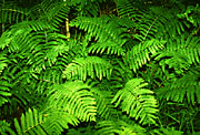 Ferns