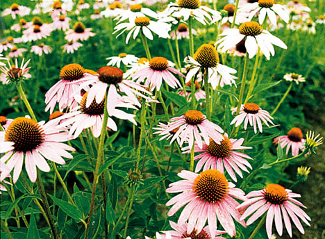 Echinacea purpurea